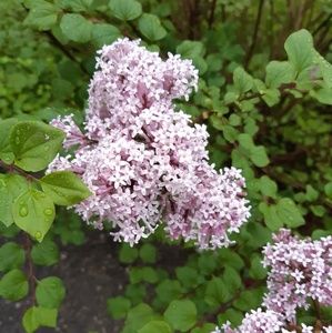 Meet your Posher, Sheila